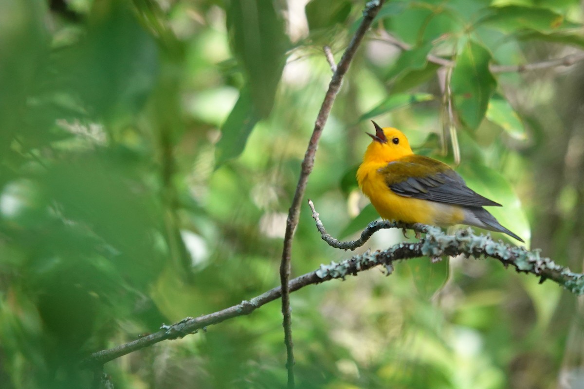 Prothonotary Warbler - ML621082786