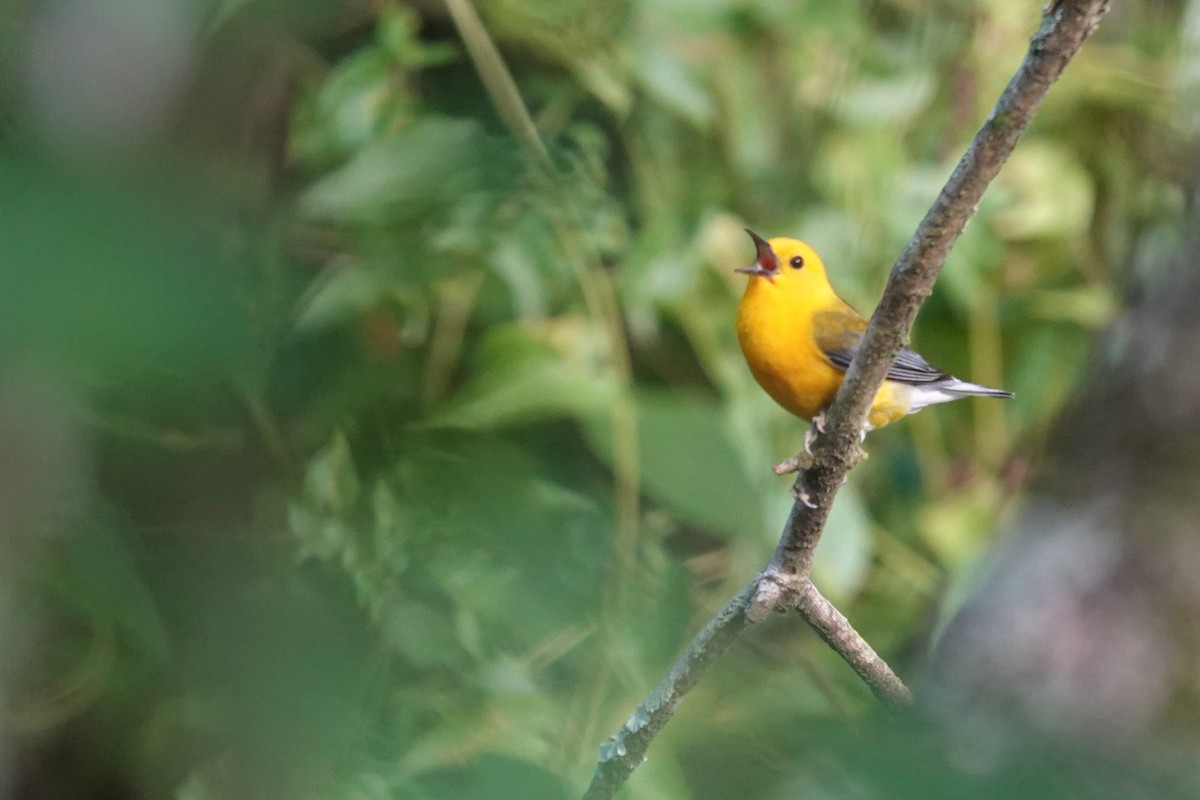 Prothonotary Warbler - ML621082787