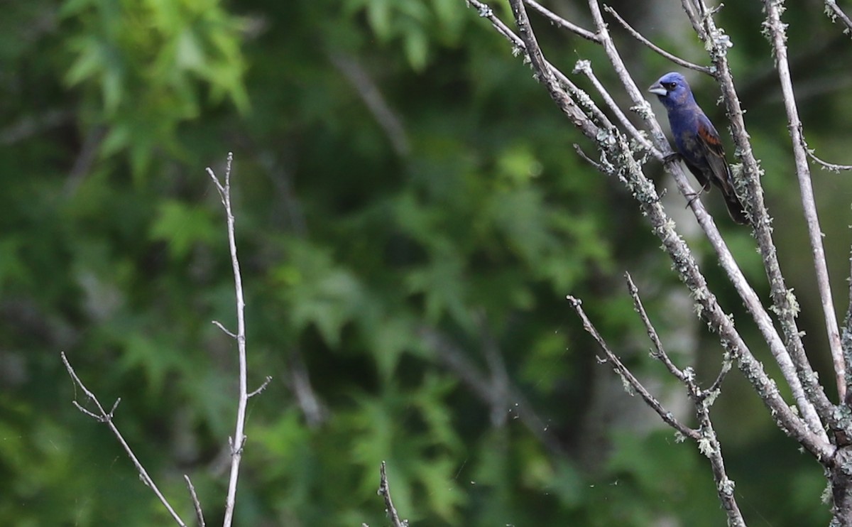 Blue Grosbeak - Rob Bielawski