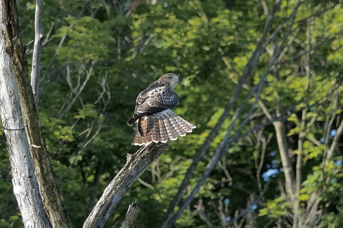 Red-tailed Hawk - ML621082890