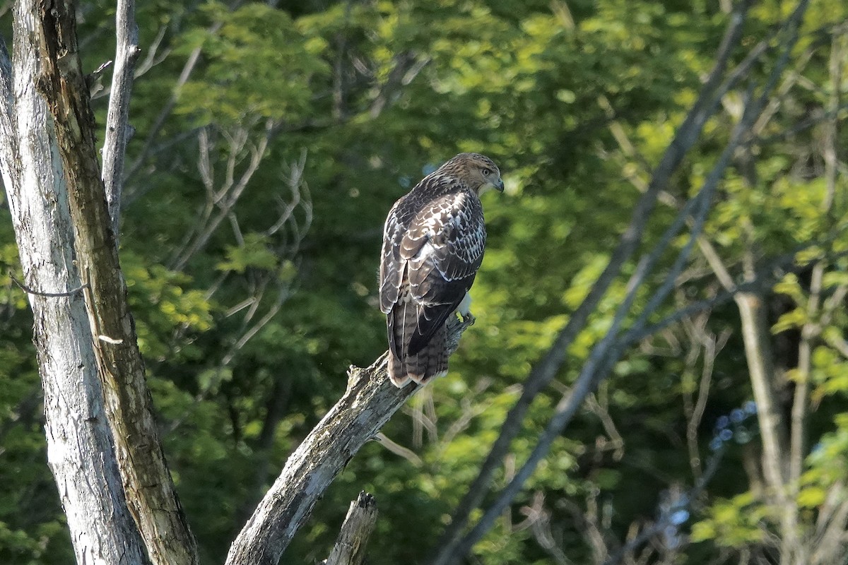 Red-tailed Hawk - ML621082892