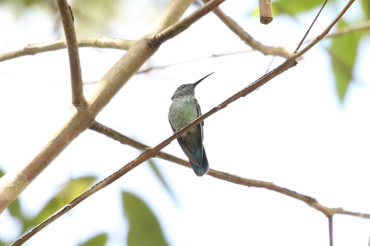 Lesser Violetear - ML621082899