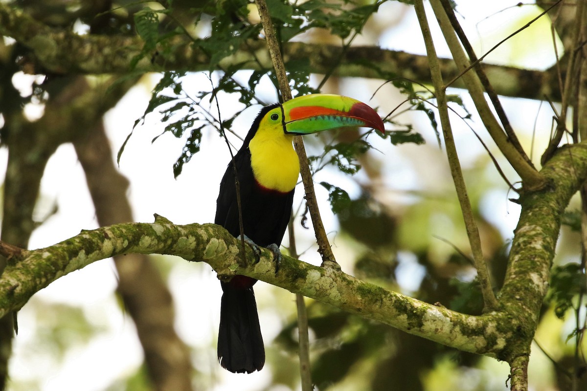 Keel-billed Toucan - ML621082923