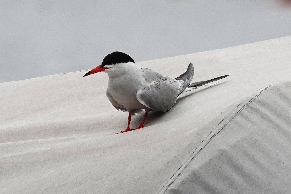 Common Tern - ML621082940