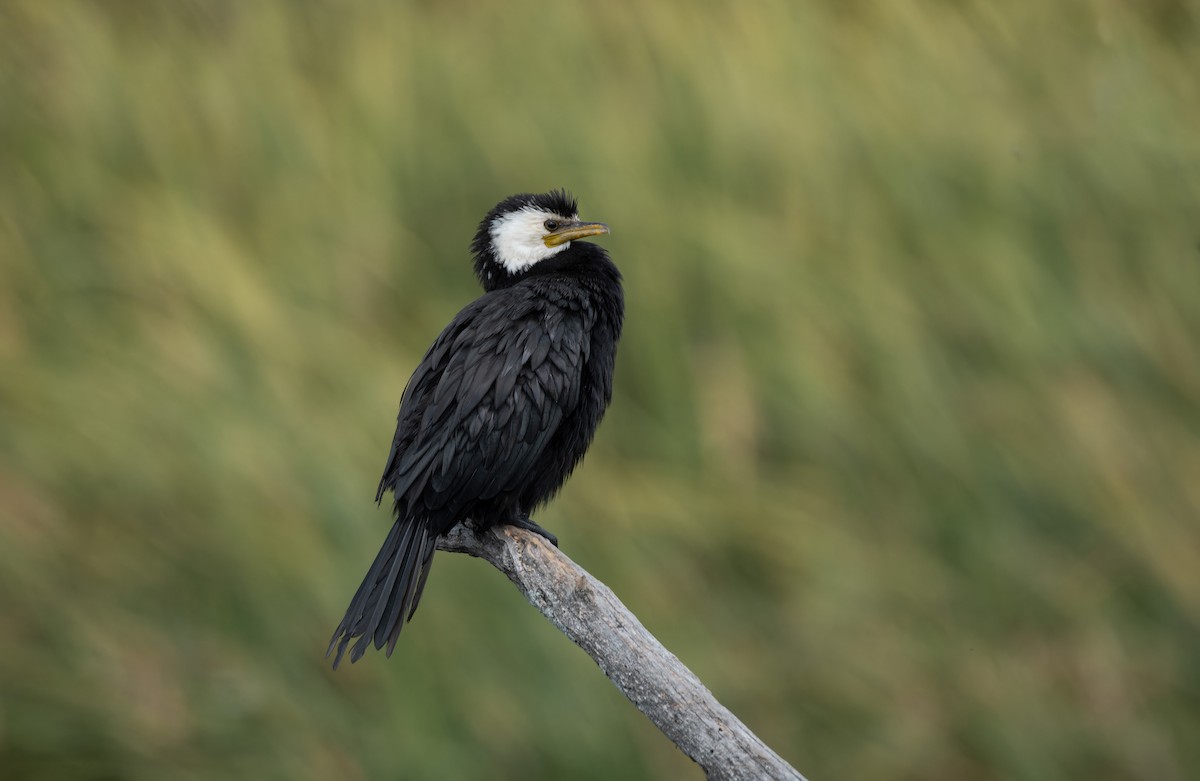 Little Pied Cormorant - ML621082979