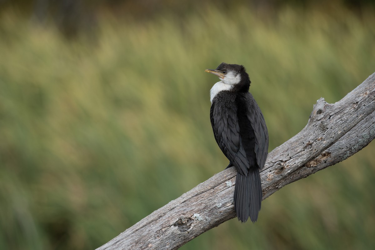 Little Pied Cormorant - ML621082980