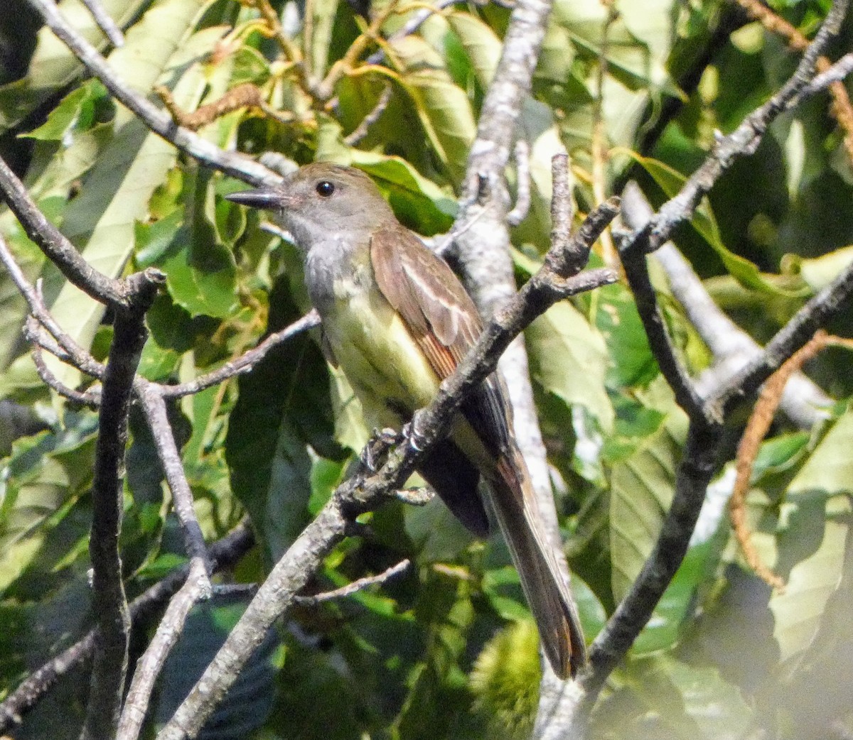 Great Crested Flycatcher - ML621082984