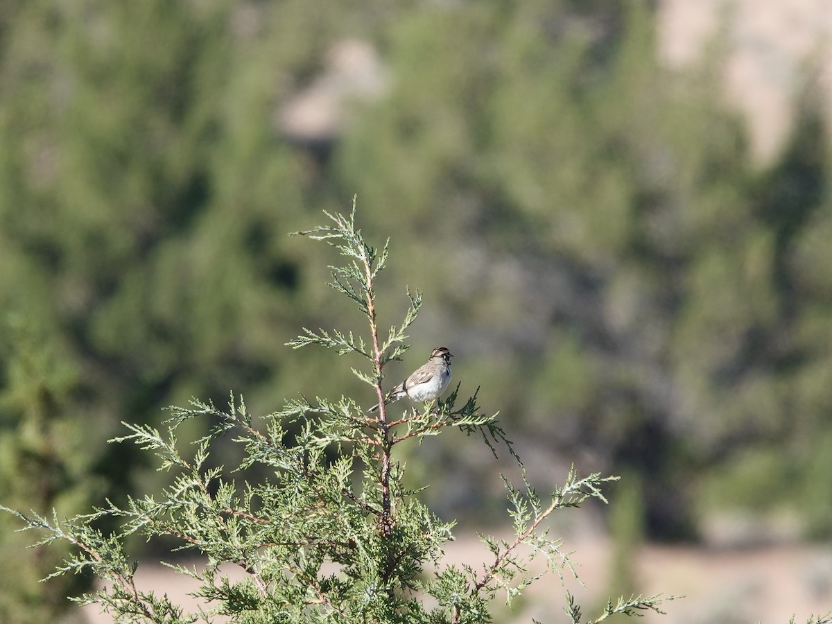 Toygar Serçesi - ML621083021