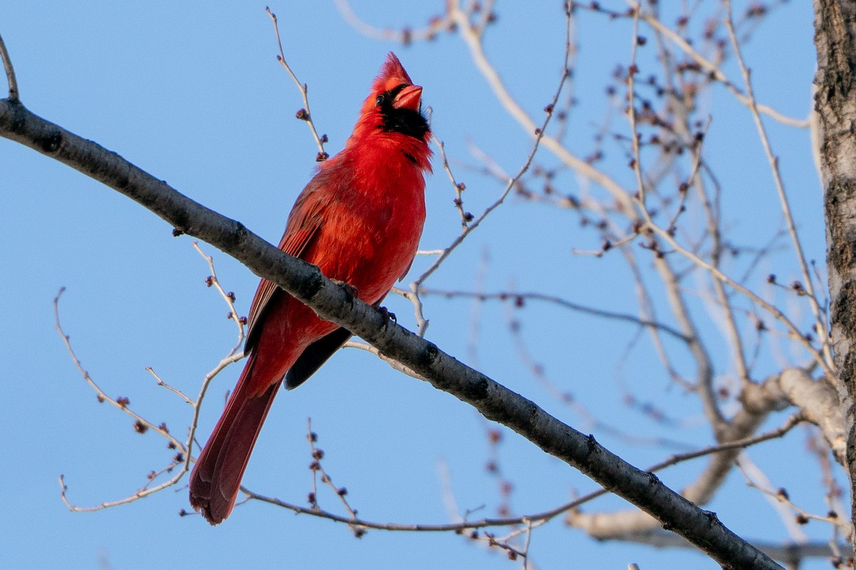 Cardinal rouge - ML621083028