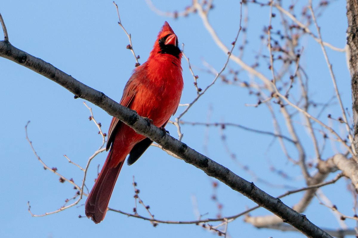 Cardinal rouge - ML621083029