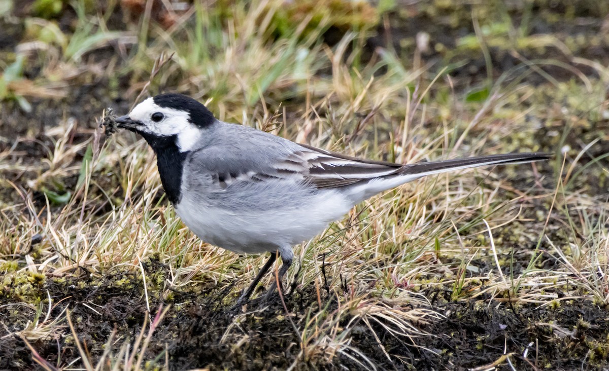 White Wagtail - ML621083034