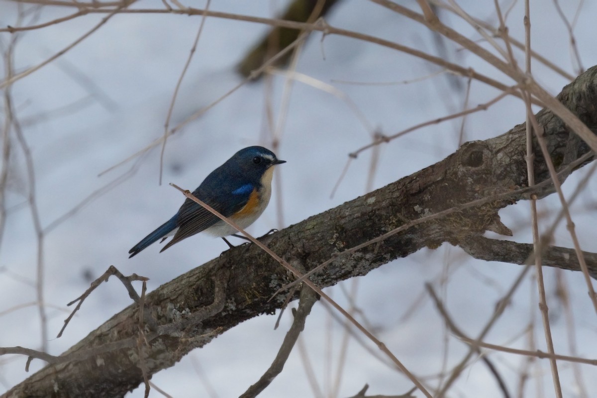 Red-flanked Bluetail - ML621083080