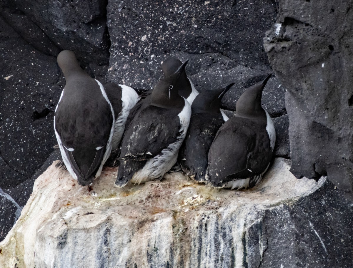 Thick-billed Murre - ML621083085