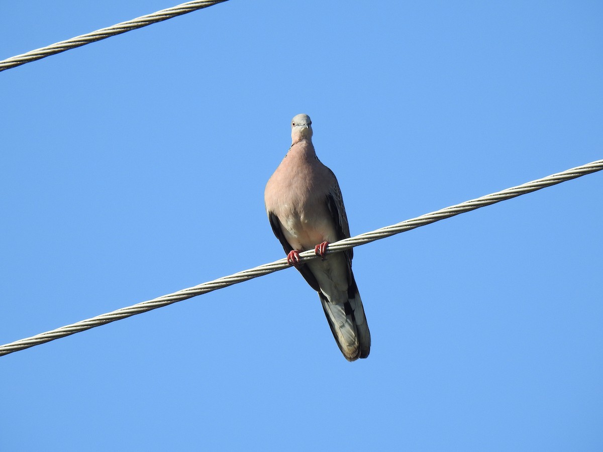 Spotted Dove - ML621083087