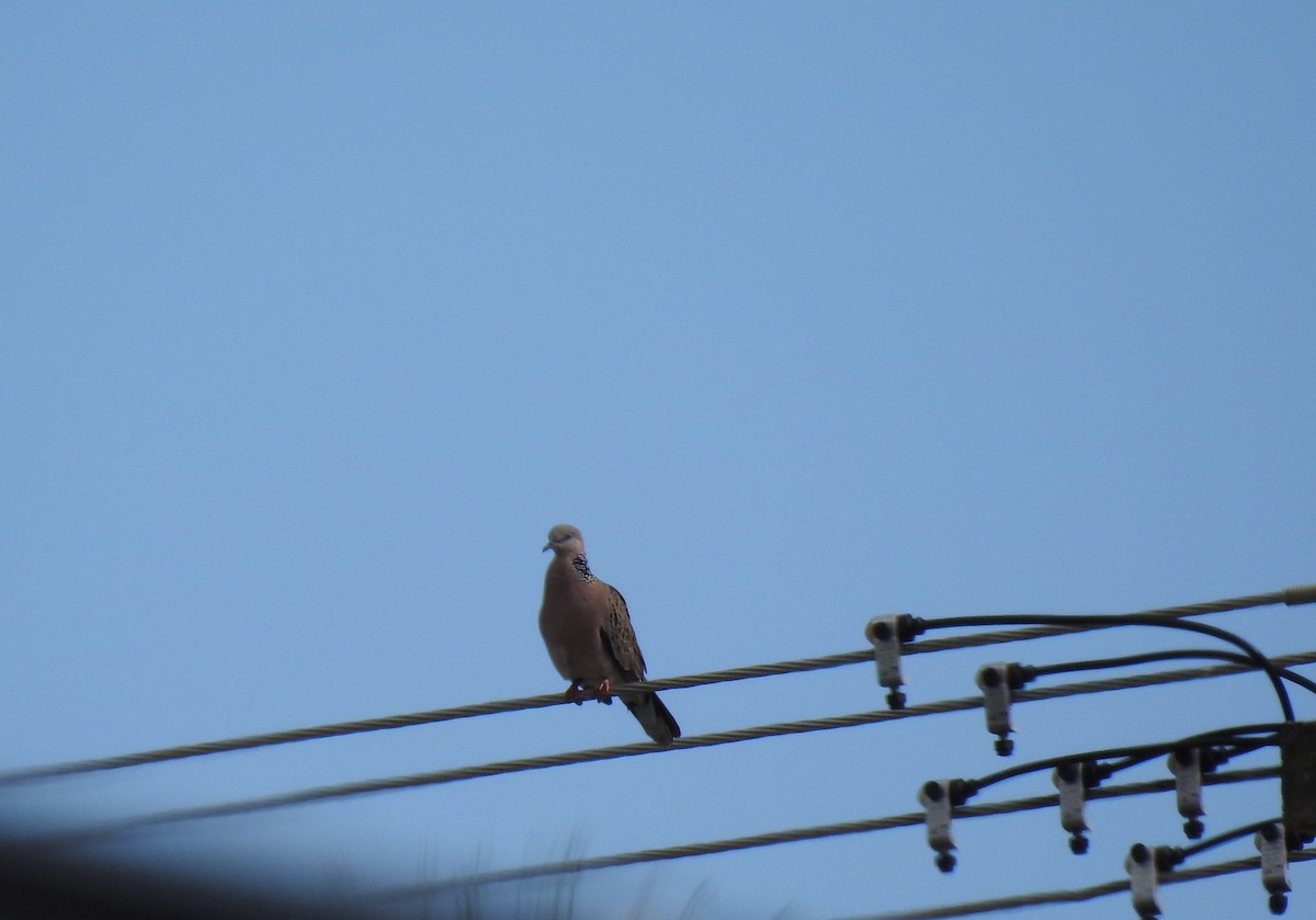 Spotted Dove - ML621083109