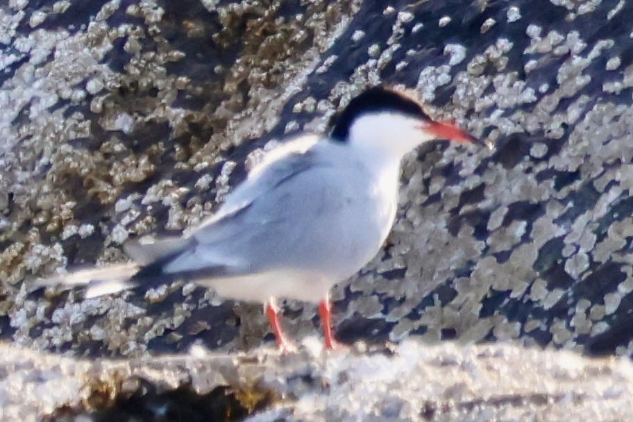 Common Tern - ML621083136