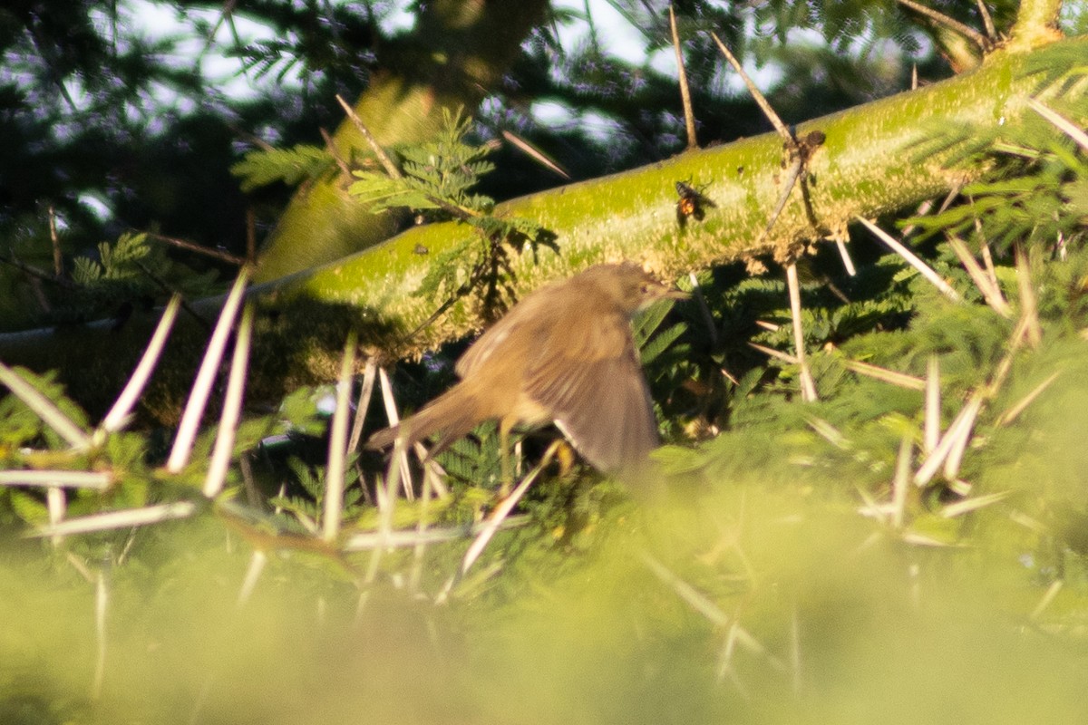 Common Reed Warbler - ML621083150