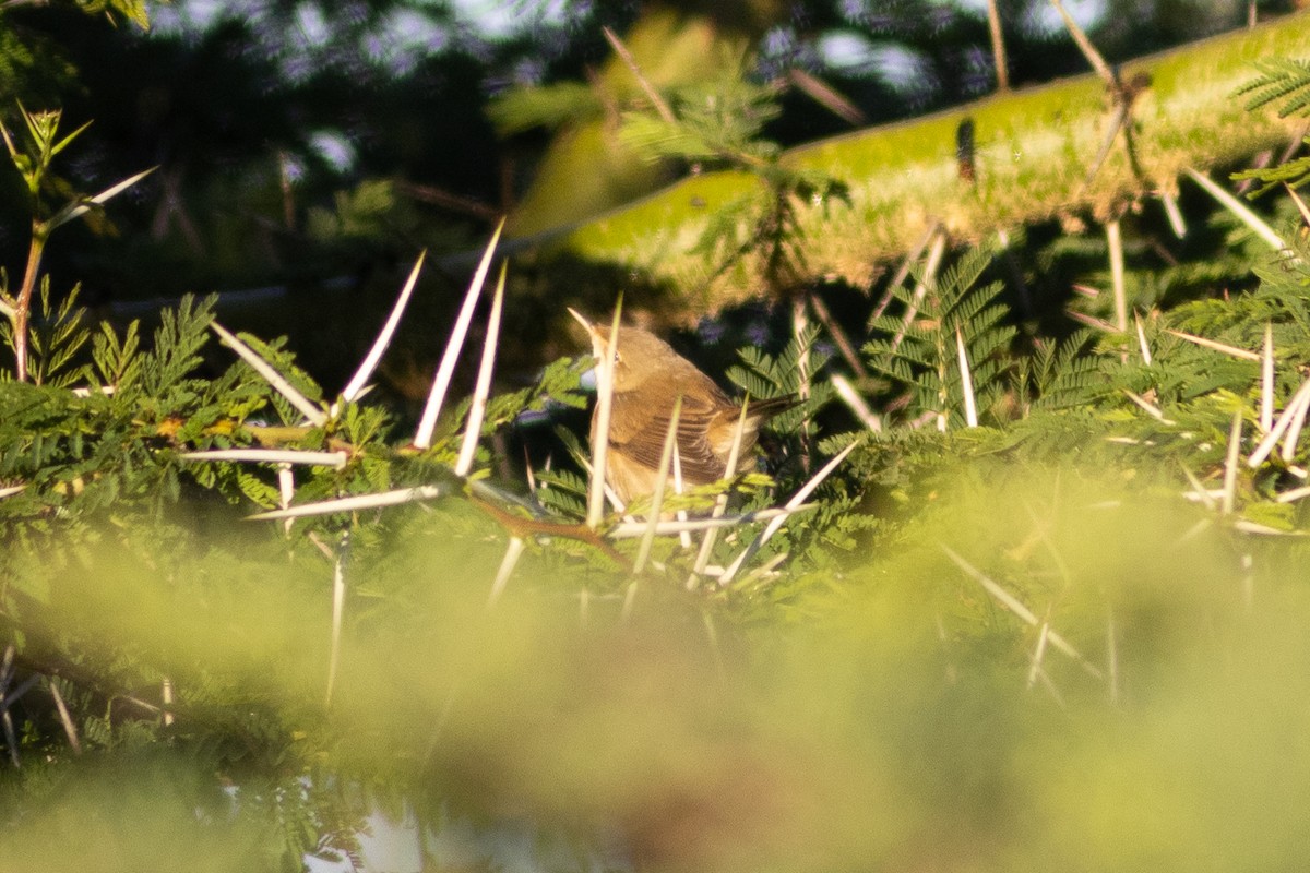 Common Reed Warbler - ML621083151