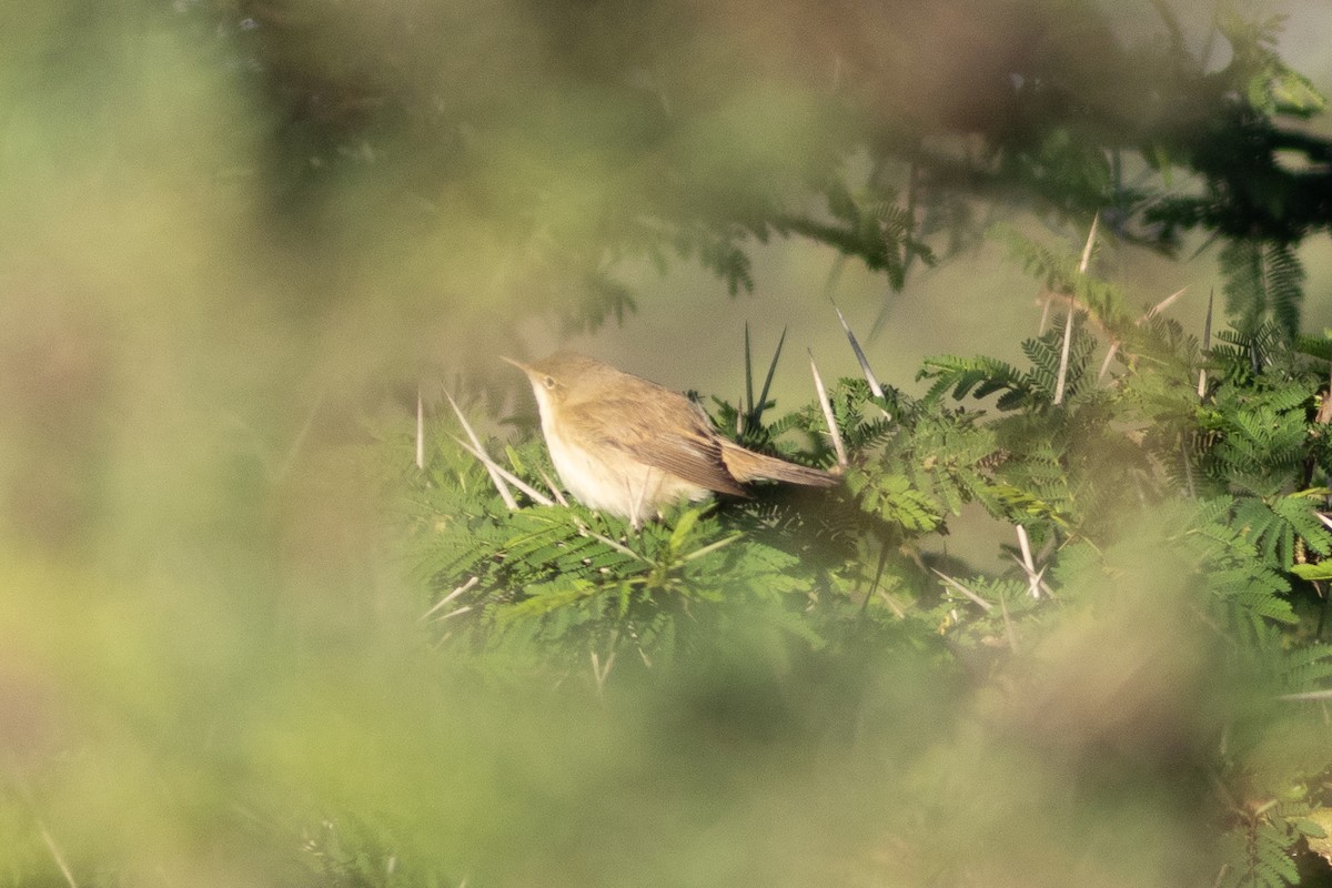 Common Reed Warbler - ML621083152