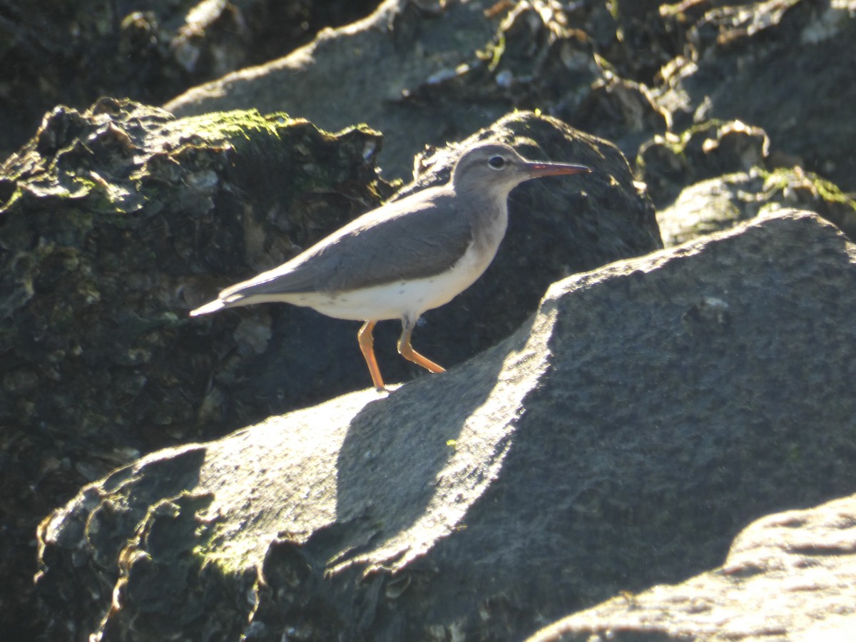 Spotted Sandpiper - A. Craft