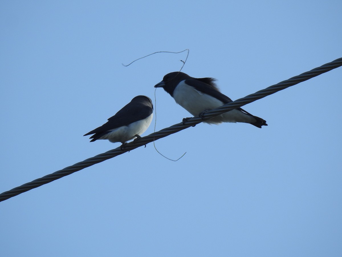 White-breasted Woodswallow - ML621083184