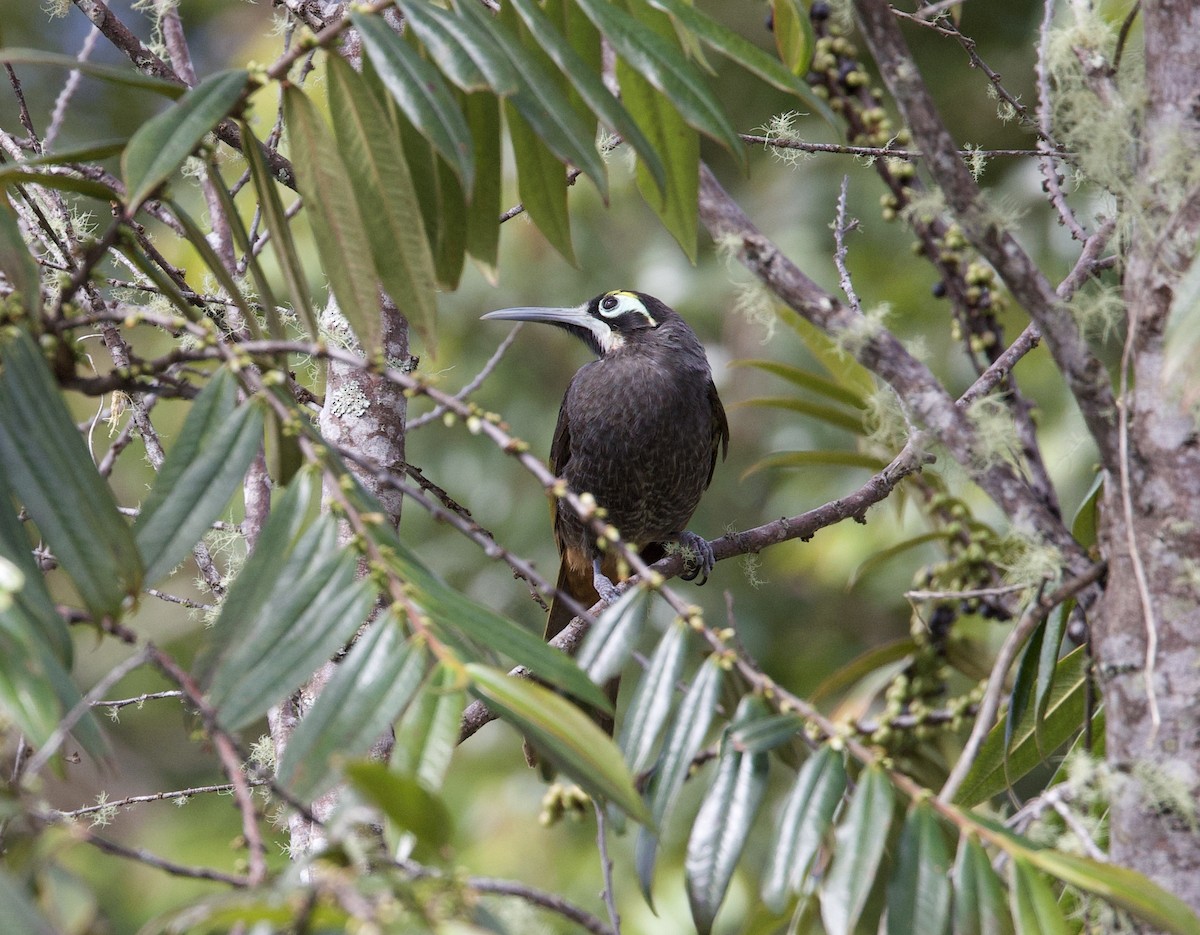 Yellow-browed Melidectes - ML621083192