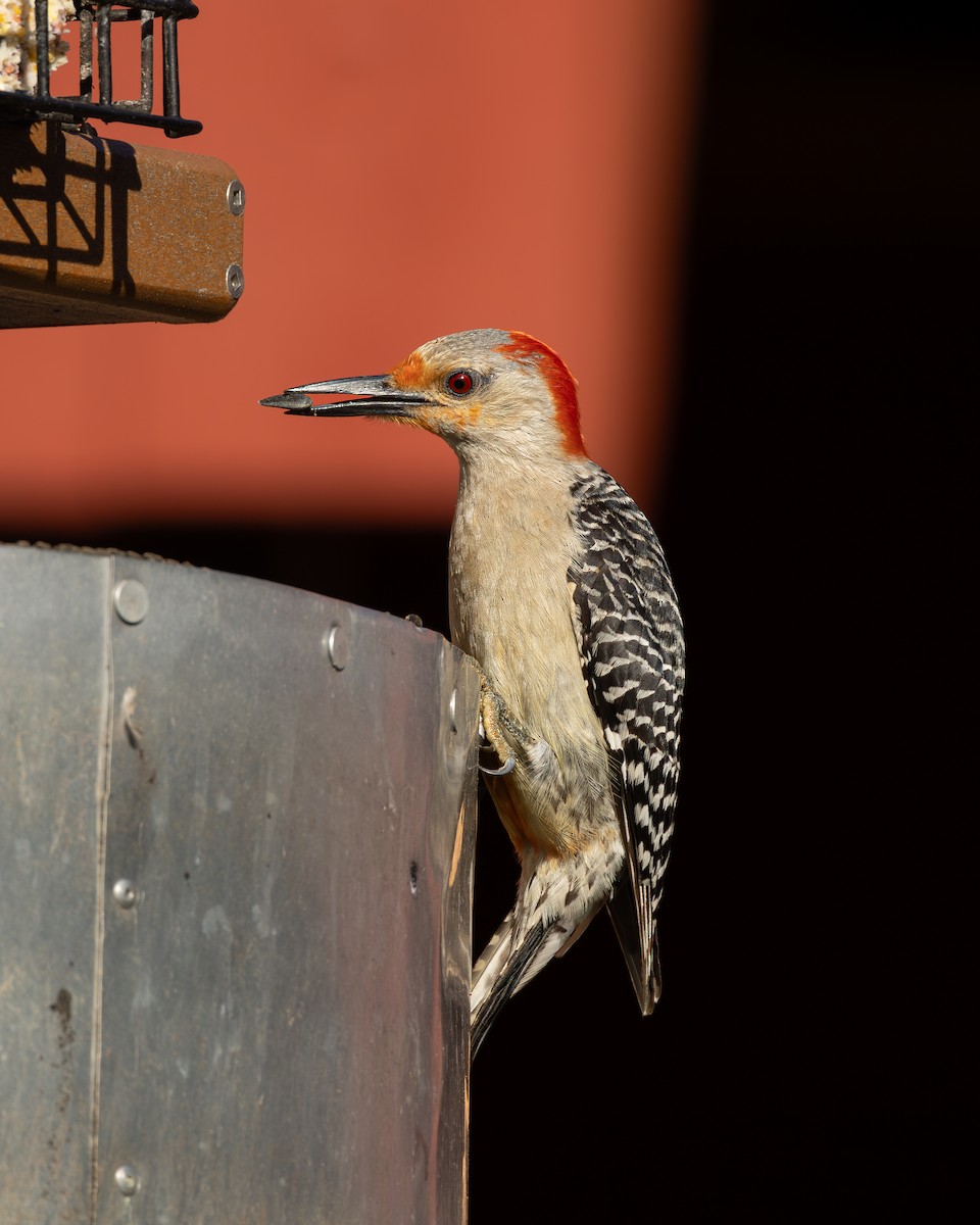Red-bellied Woodpecker - ML621083202