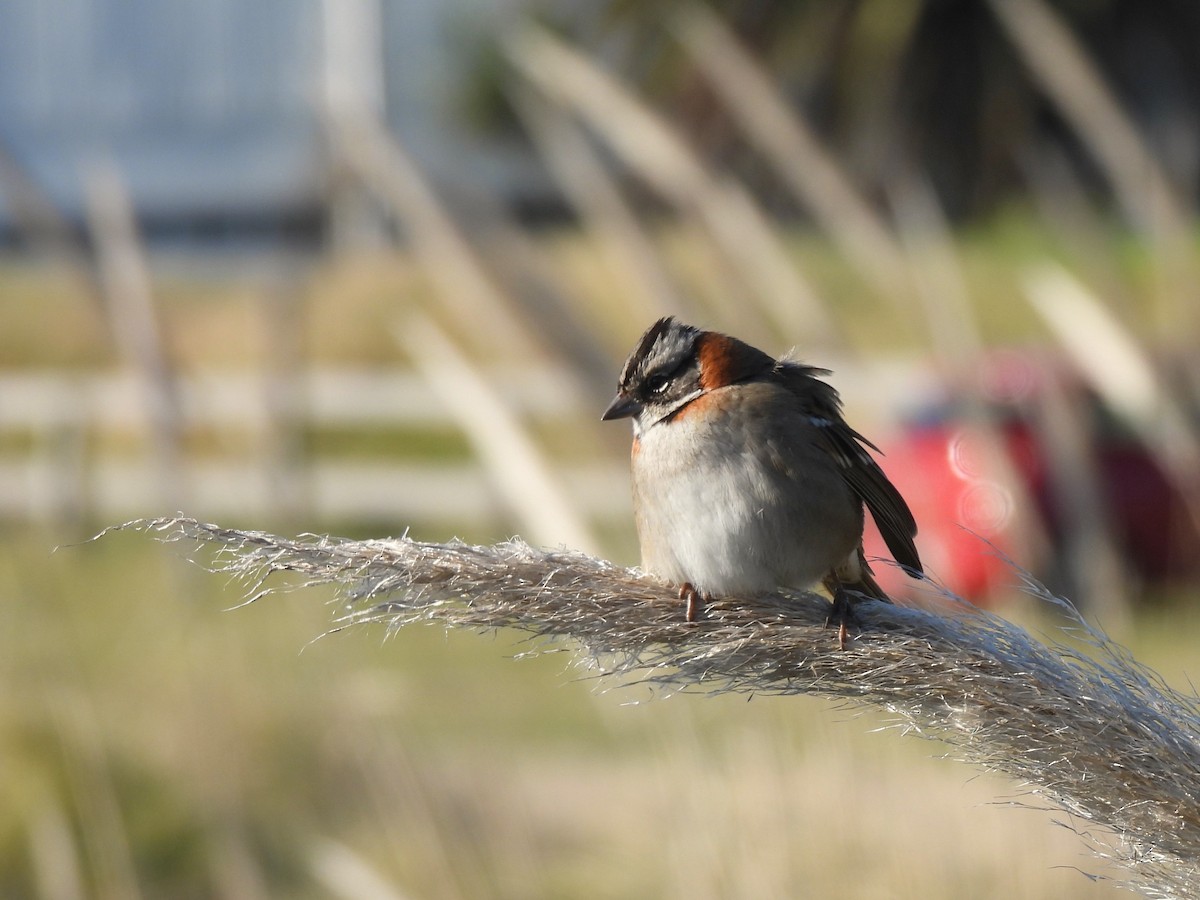 Rufous-collared Sparrow - ML621083233
