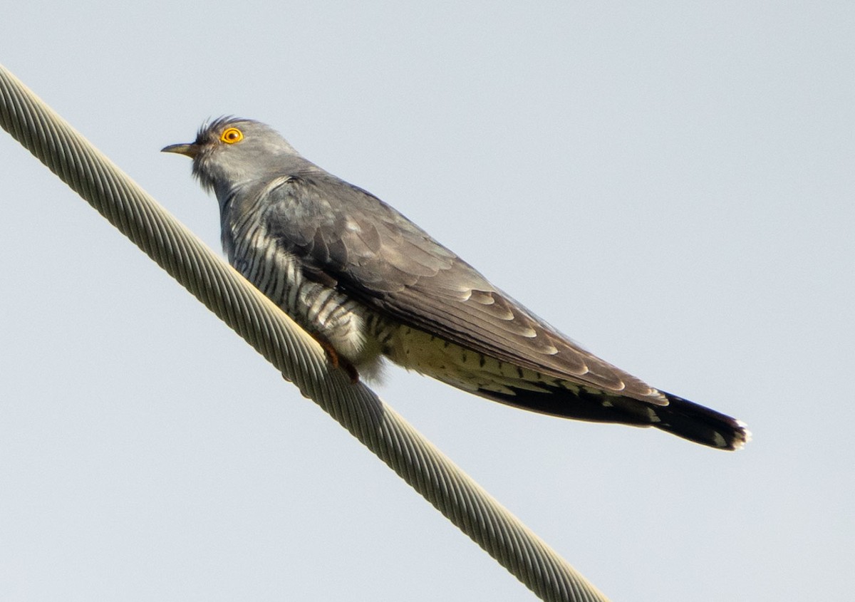 Common Cuckoo - ML621083261