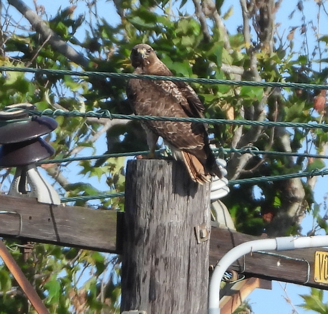 Red-tailed Hawk - ML621083264