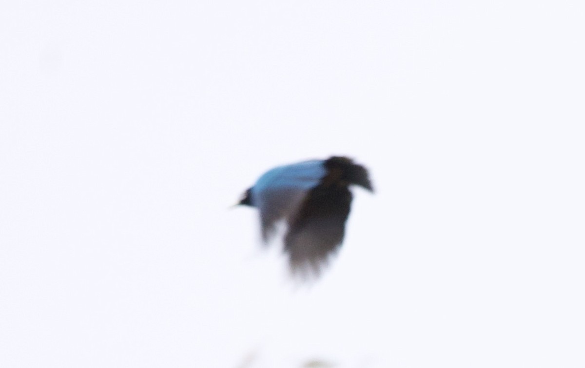 Blue Bird-of-Paradise - Sue Flecker