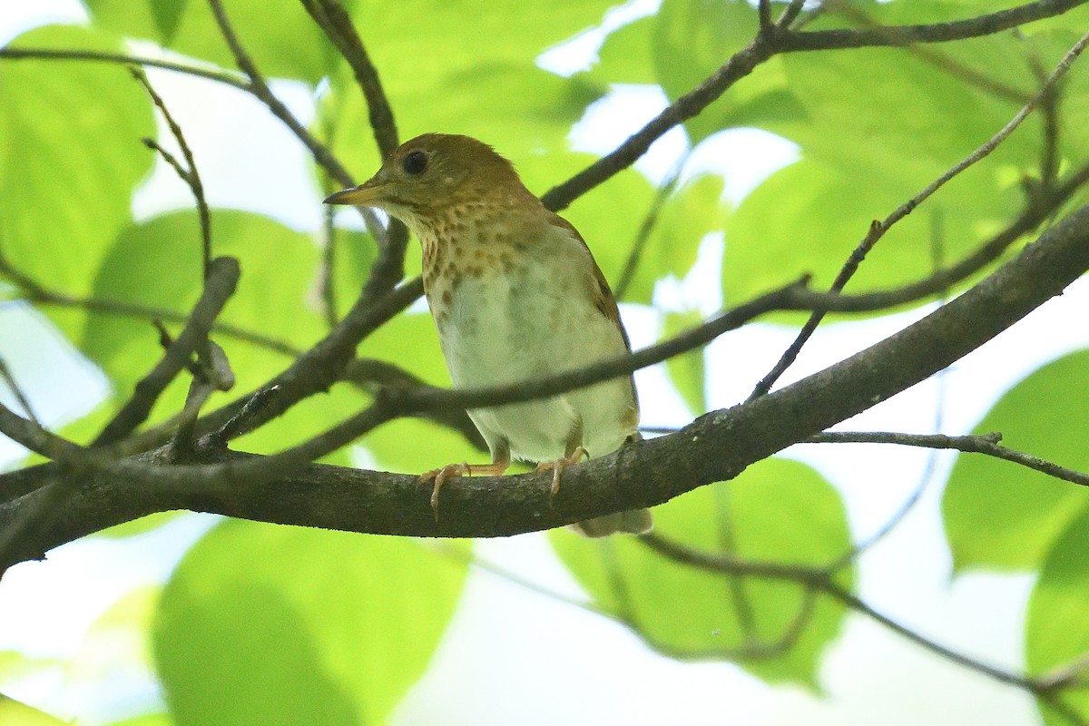 Veery - ML621083301