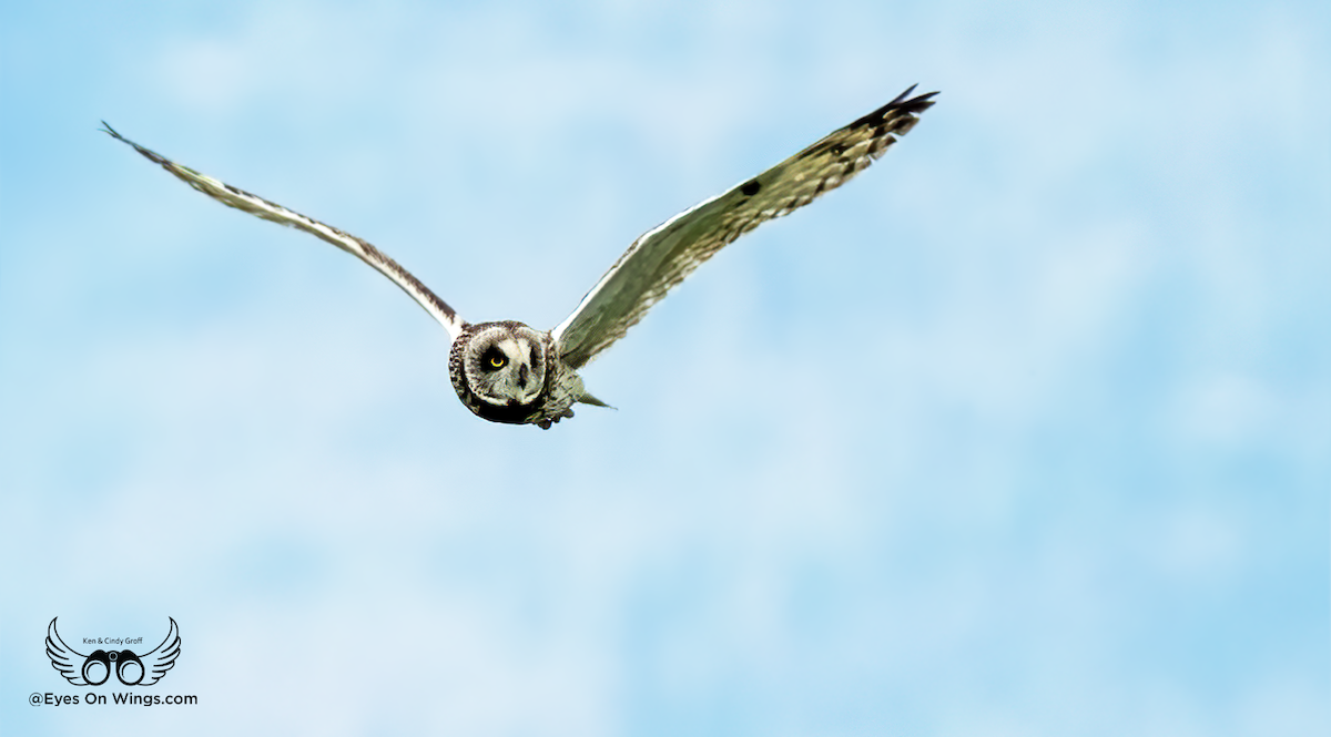 Short-eared Owl - ML621083308
