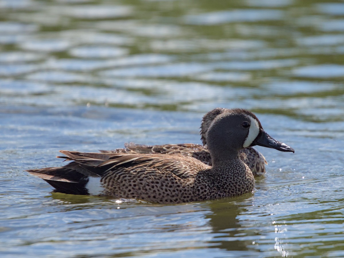 Blue-winged Teal - ML621083316