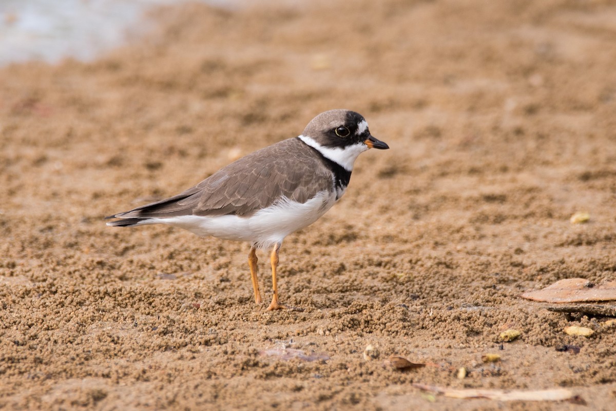 Semipalmated Plover - ML621083321