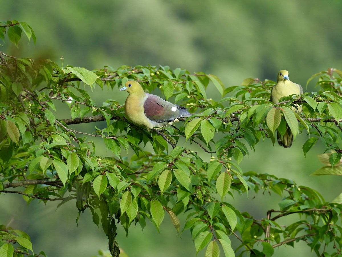Wedge-tailed Green-Pigeon - ML621083327