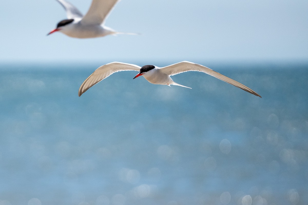 Common Tern - Boden Bubb