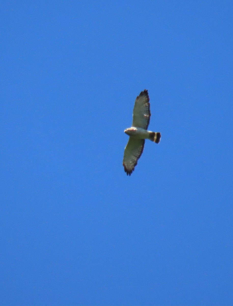 Broad-winged Hawk - Maryangela Buskey