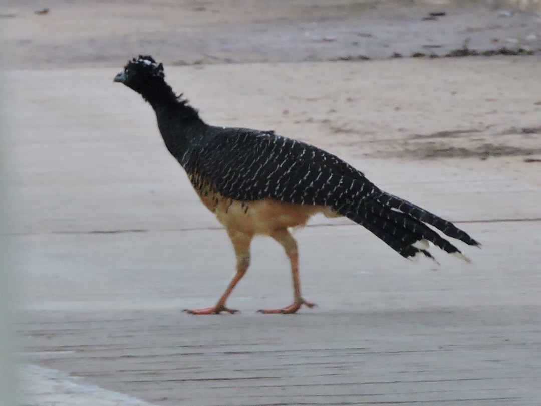 Bare-faced Curassow - ML621083350