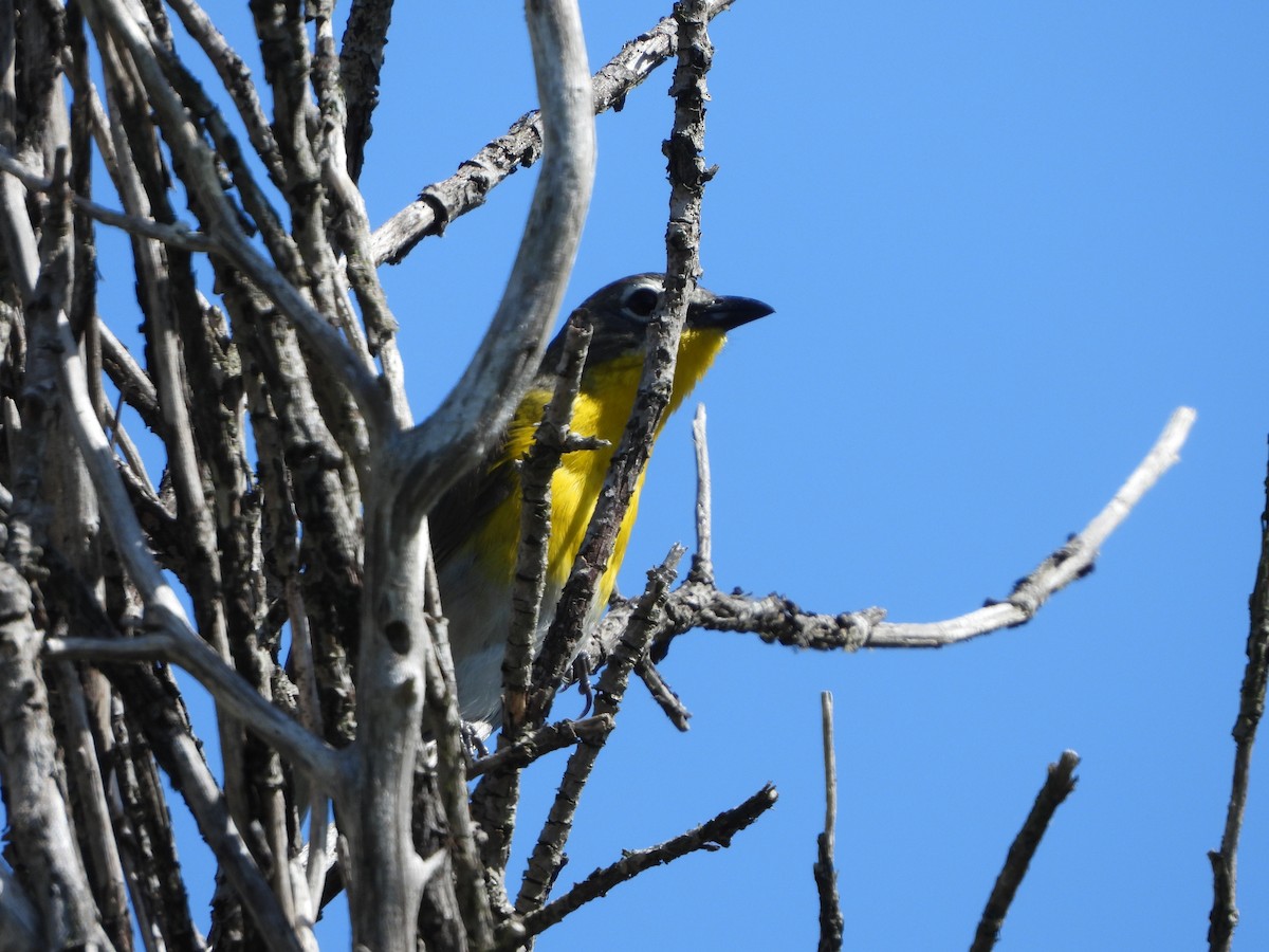 Yellow-breasted Chat - ML621083367