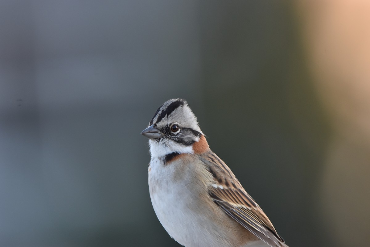 Rufous-collared Sparrow - ML621083379