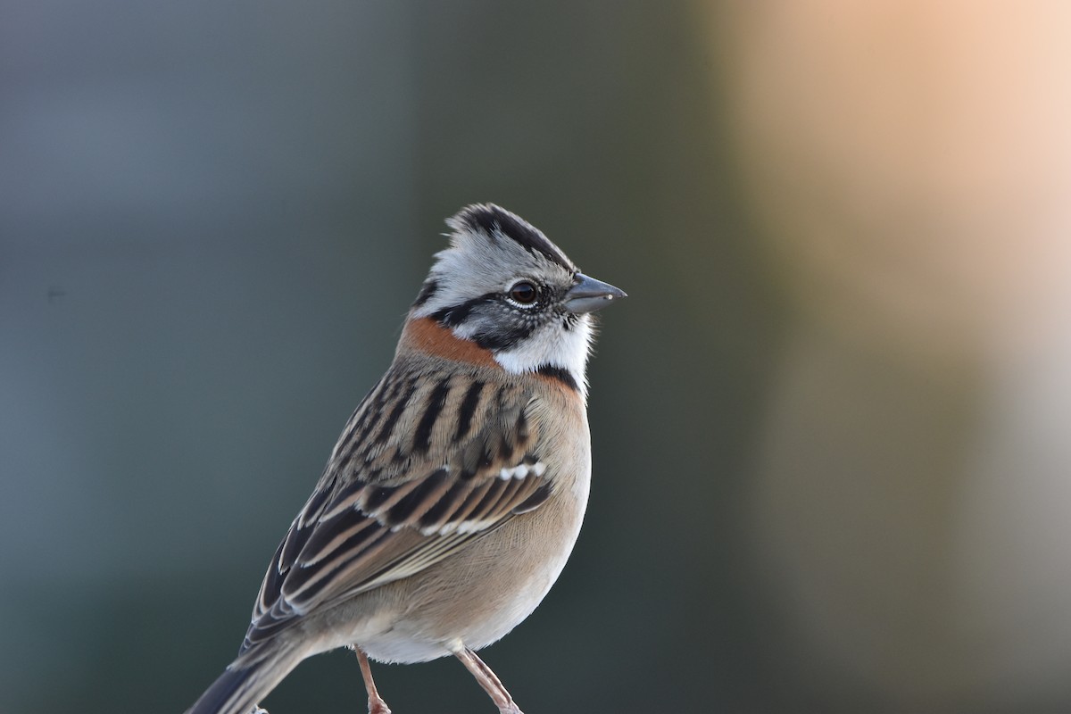 Rufous-collared Sparrow - ML621083380