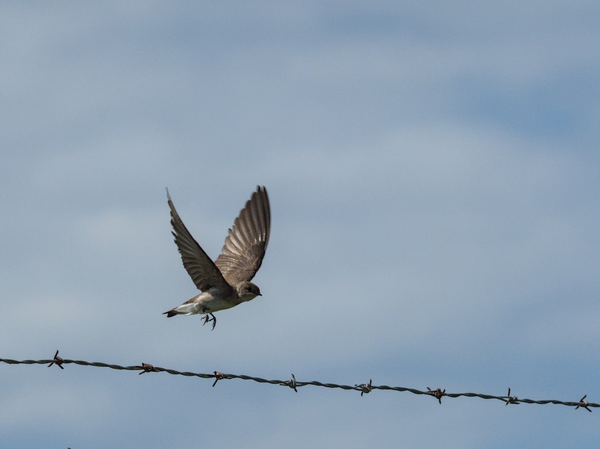 Northern Rough-winged Swallow - ML621083400