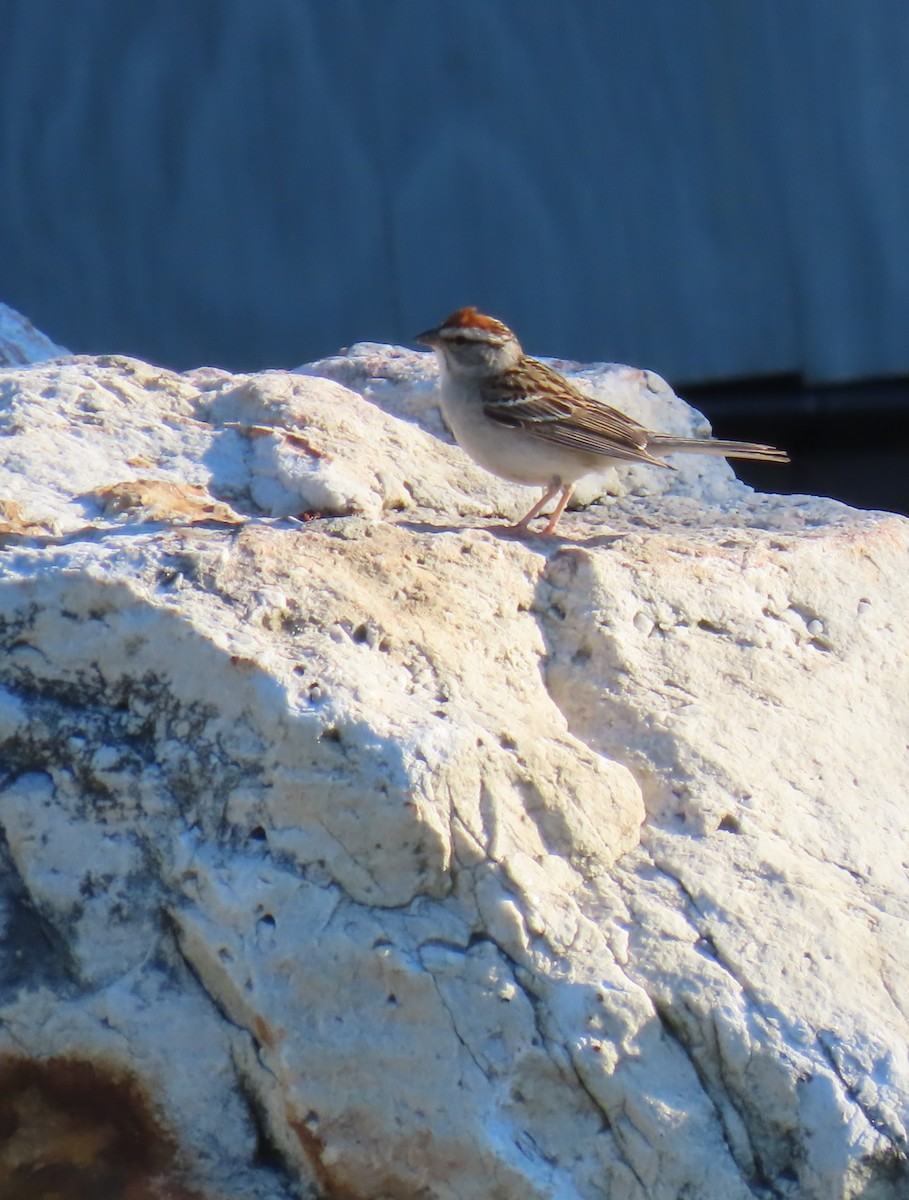Chipping Sparrow - ML621083402