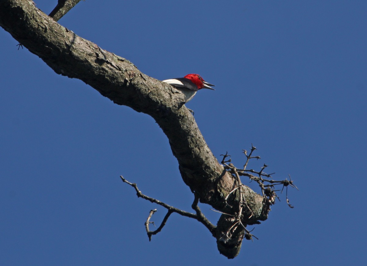Red-headed Woodpecker - ML621083445