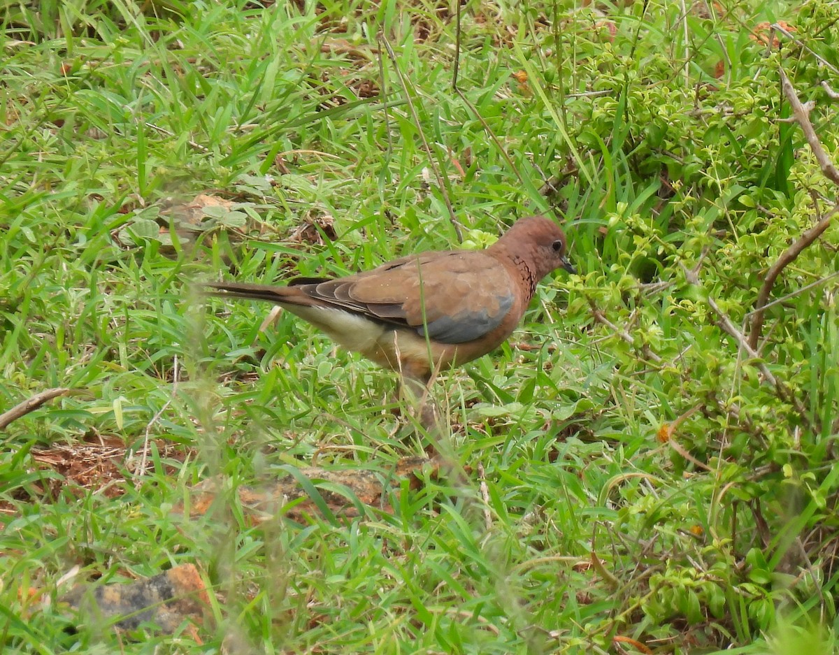 Laughing Dove - ML621083447