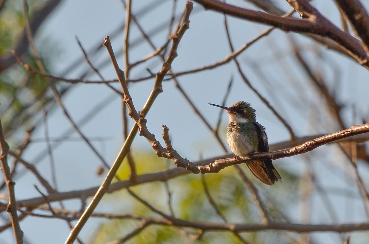 White-throated Hummingbird - ML621083455