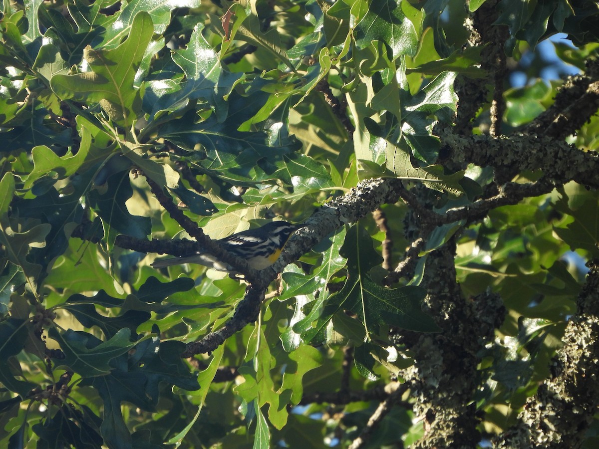 Yellow-throated Warbler - ML621083460