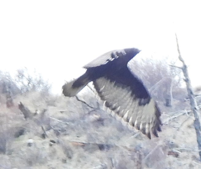 Red-tailed Hawk (calurus/alascensis) - ML621083468
