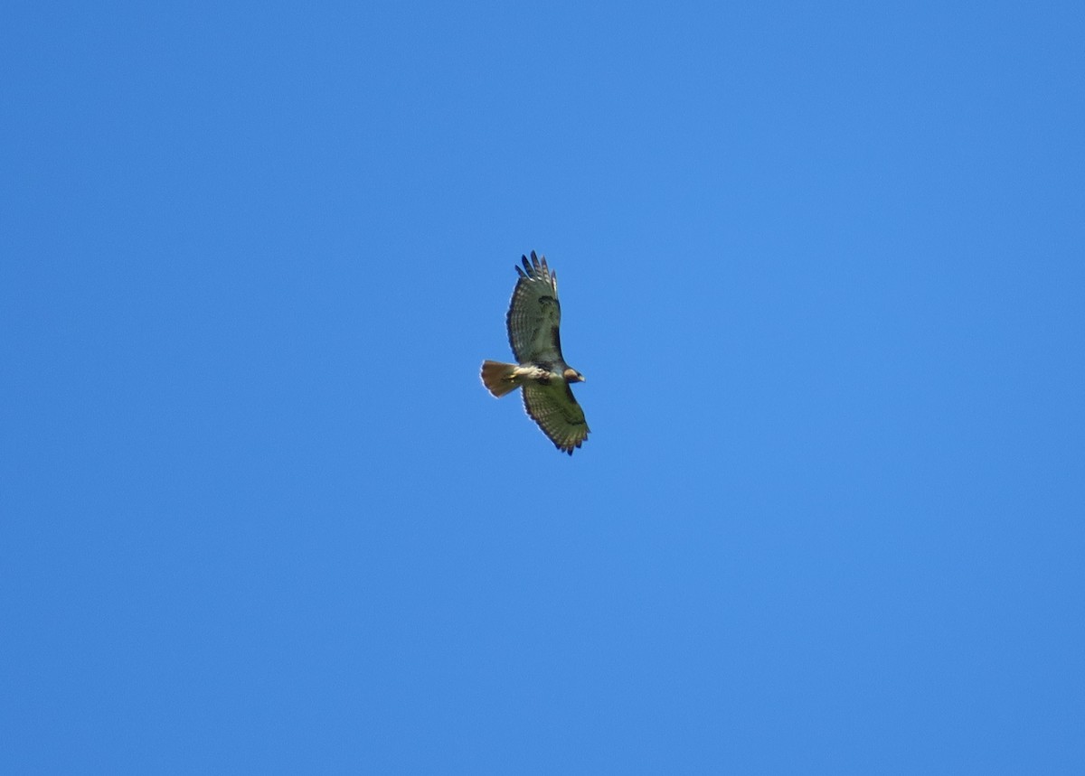 Red-tailed Hawk - ML621083494